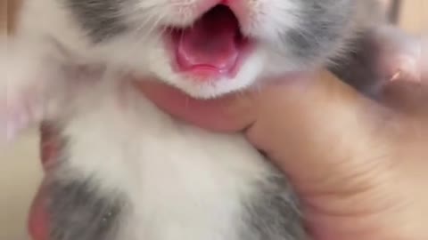 wow,cute