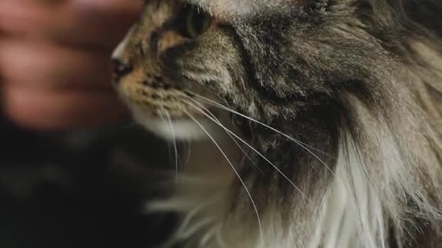 #catsofinstagram#cats#catstagram#instacat#kitty#kitten#catlover#meow#catoftheday#neko#gato(1)(1)