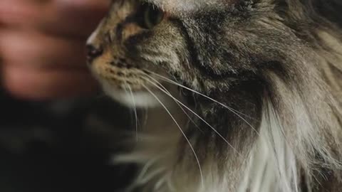 #catsofinstagram#cats#catstagram#instacat#kitty#kitten#catlover#meow#catoftheday#neko#gato(1)(1)