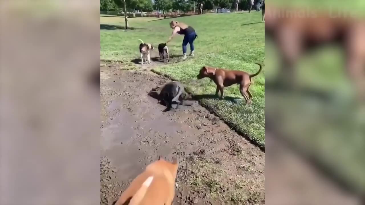 3 Min of Funny Animalsπππππππππππππππ€£π€£π€£πππ