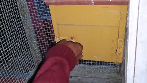 Moluccan Cockatoo Getting Warm Welcome In The Parrot Farm - Enjoying With The Colourful Birds