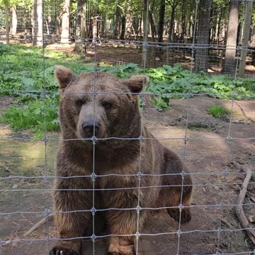 Adorable brown bear eagerly awaits acorns from tourist