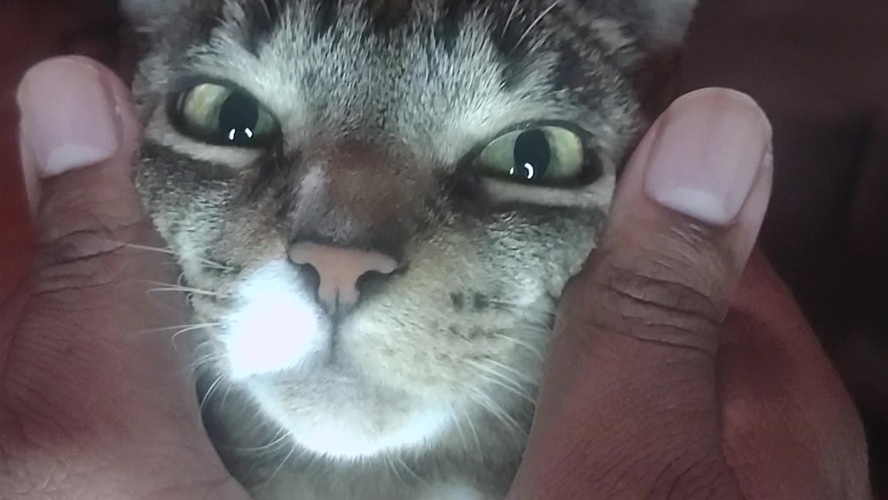 I'm A God boy - cat version