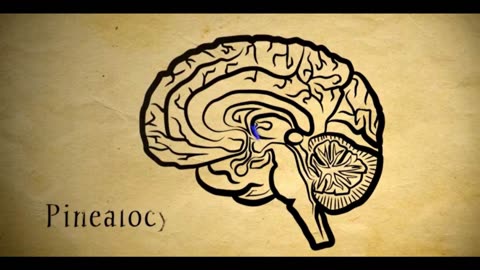 The Pineal Gland Explained