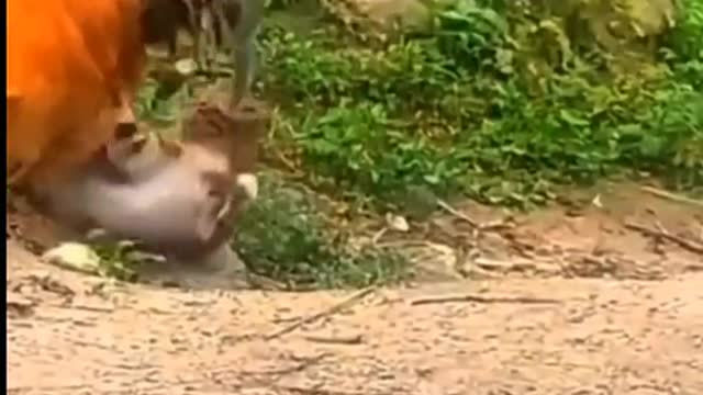 Random cat is funny and makes you laugh