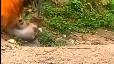 Random cat is funny and makes you laugh