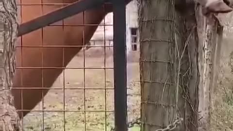OK Stud. . . . . Stop Showing Off!