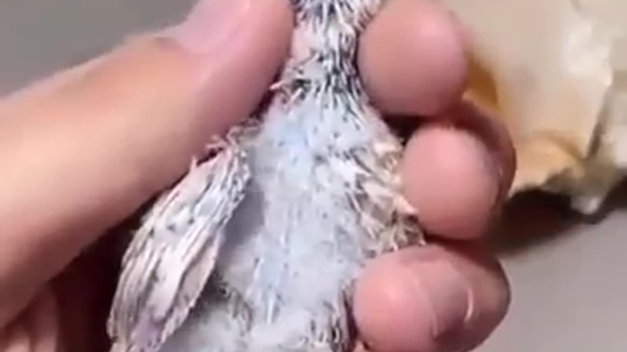 Cute baby bird