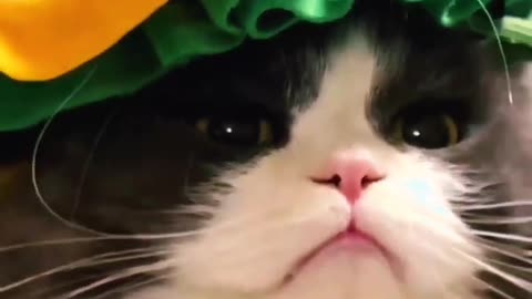 Cute kitten