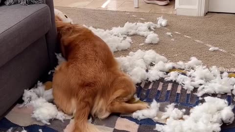 What did you do 😱while l was gone today?
