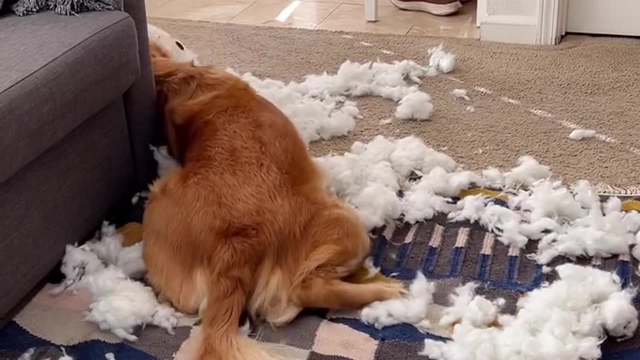 What did you do 😱while l was gone today?