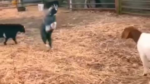 Funny animal video