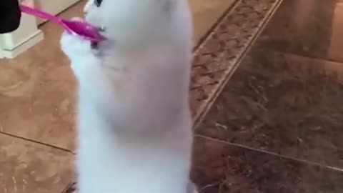 Funny animals