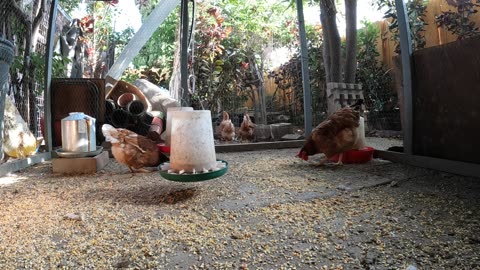 Backyard Chickens Fun Relaxing Video Sounds Noises Hens Clucking Roosters Crowing!