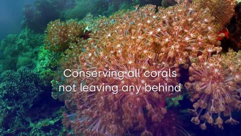 Investing in Science and Innovation to Save Coral Reefs