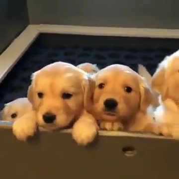 Like and share People's Pets