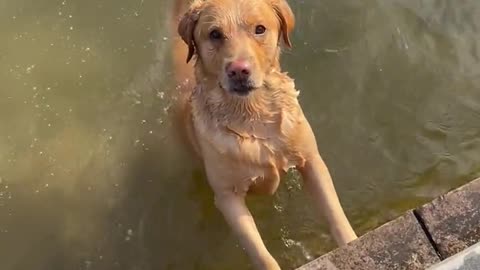 A lovely dog.