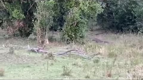 Bandar Cheetah