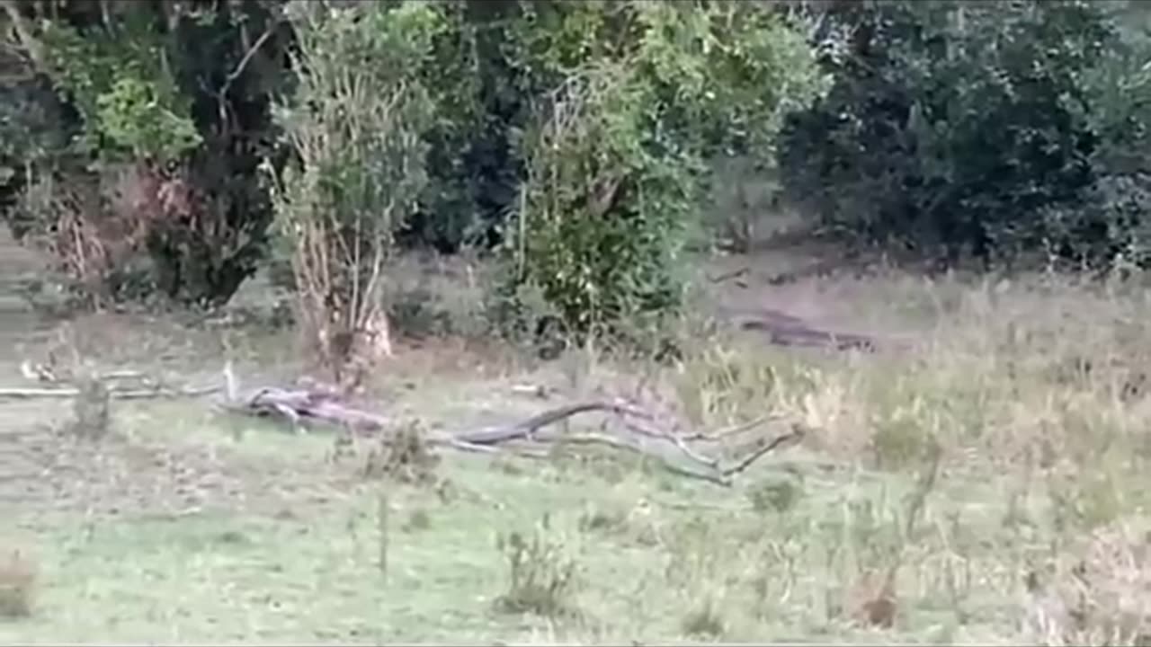 Bandar Cheetah