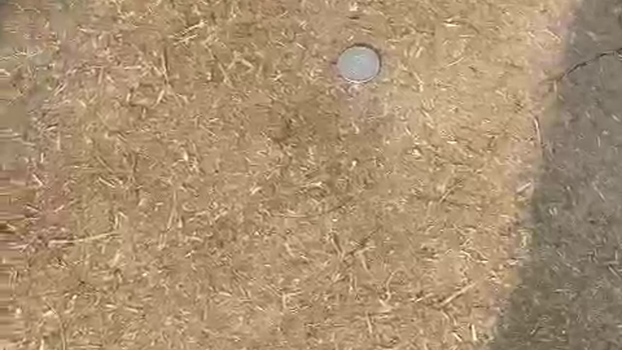 Toss hard ball cricket match