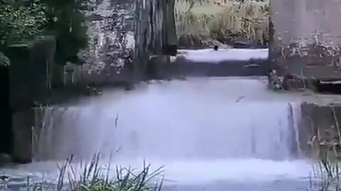 This is a beautiful and charming water-dwelling species