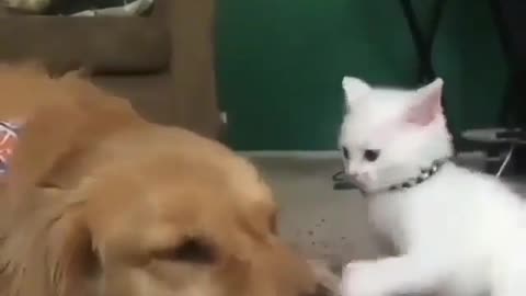 Love Pets