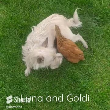 Chicken cuddles with dog!!! Luna and Goldi!