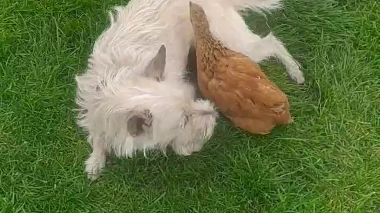 Chicken cuddles with dog!!! Luna and Goldi!