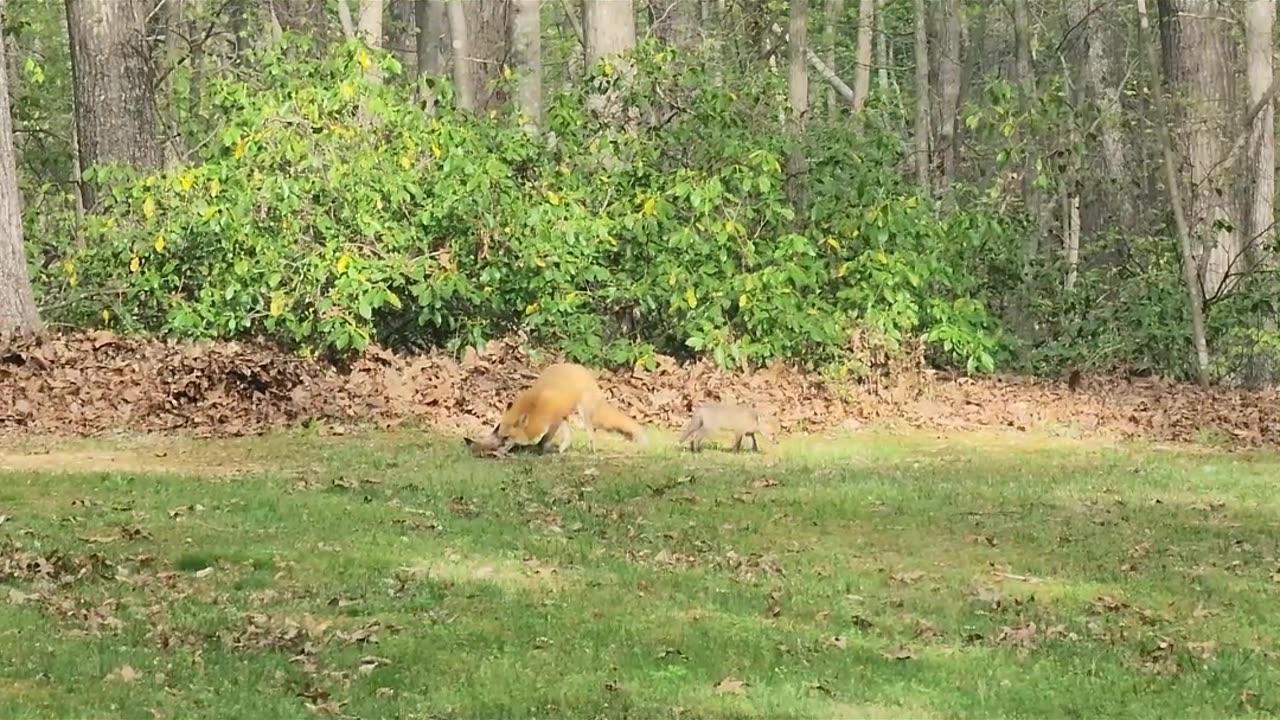 Fox Babies 20230414