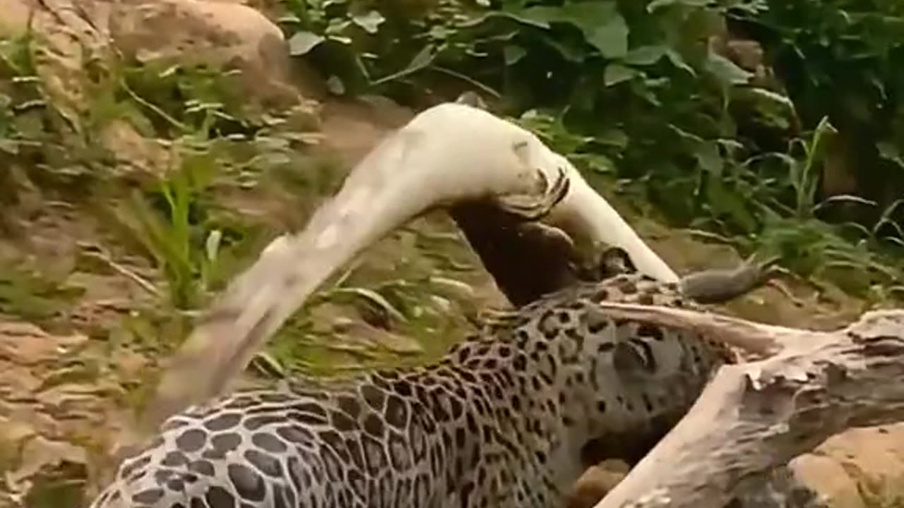 "Wild Wonders: Tigers, Deer, and the Beauty of Nature"