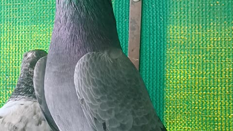 Ustad Naeem Bhatti Pigeons