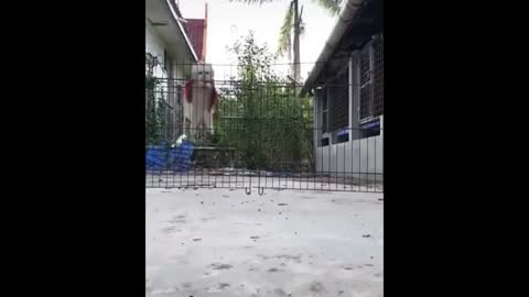 Great animal reactions