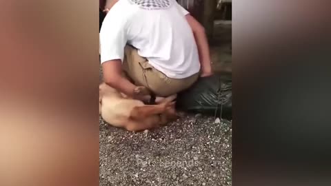 Funniest Animals 😂 New Funny Cats and Dogs Video 🐱🐶