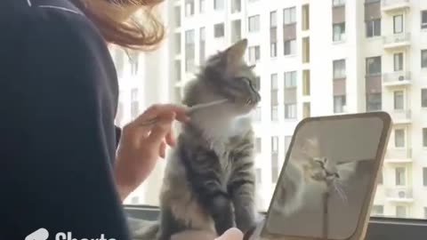 Cat Has To Make Up Too #shorts #viral #shortsvideo #video