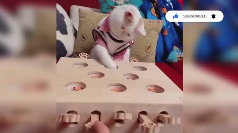 Baby Cats - Cute and Funny Cat Videos Compilation #1 | Cute Animals