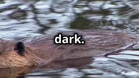 🌊🦆 Platypus Australia's Curious and Enigmatic Mammal 🦆🌊