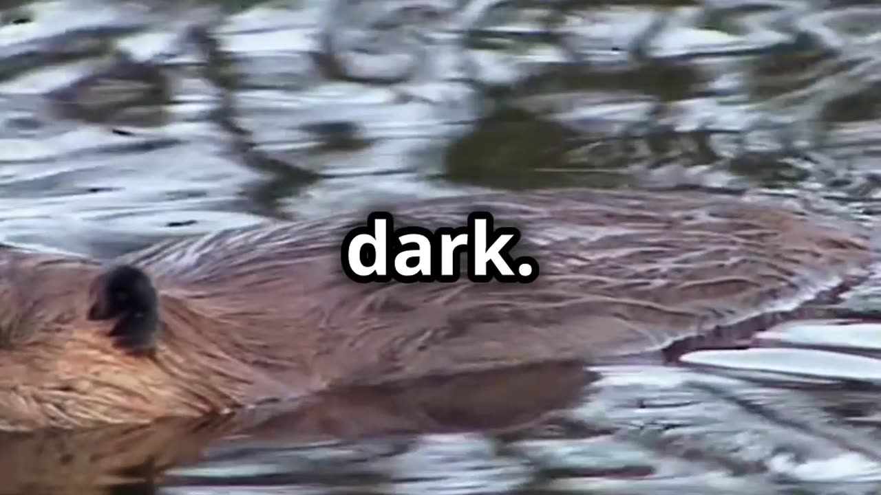 ππ¦ Platypus Australia's Curious and Enigmatic Mammal π¦π