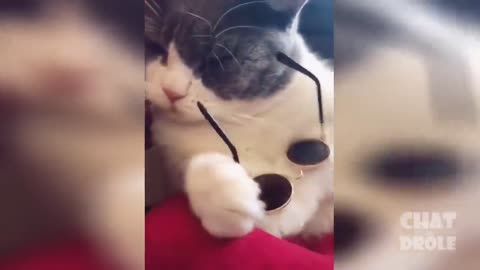 Best funny cat video compilation | Try not to laugh