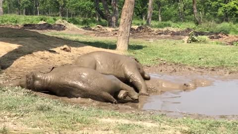 Baby Elephants Enjoy Rolling in Mud, VIDEO INFORMATION,Hd video 2019