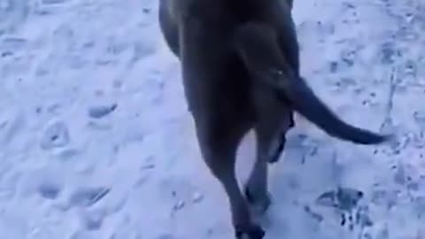 Have fun with cute pets | funny animals