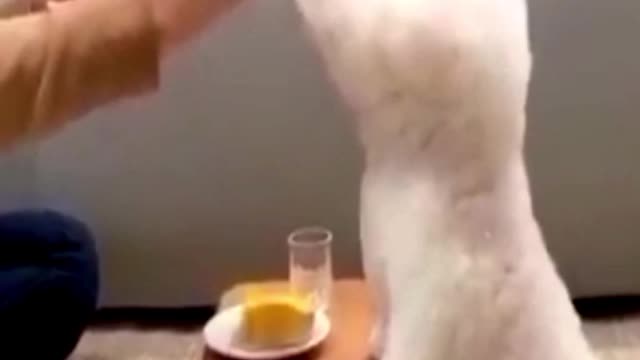 White poodle is eating food /Eating cutestly/entertainment video