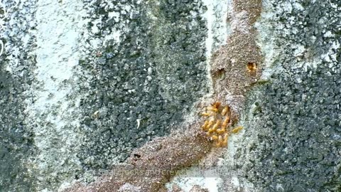Can Termites Bite Humans? What You Need to Know!