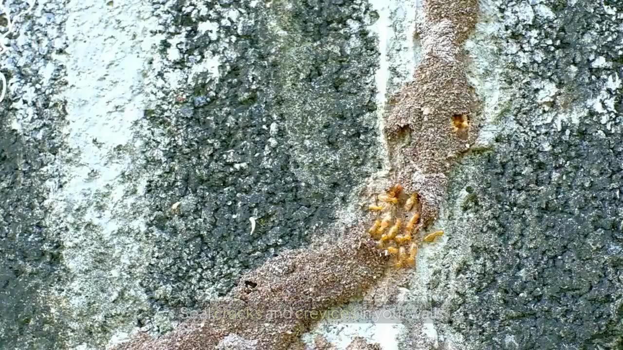 Can Termites Bite Humans? What You Need to Know!