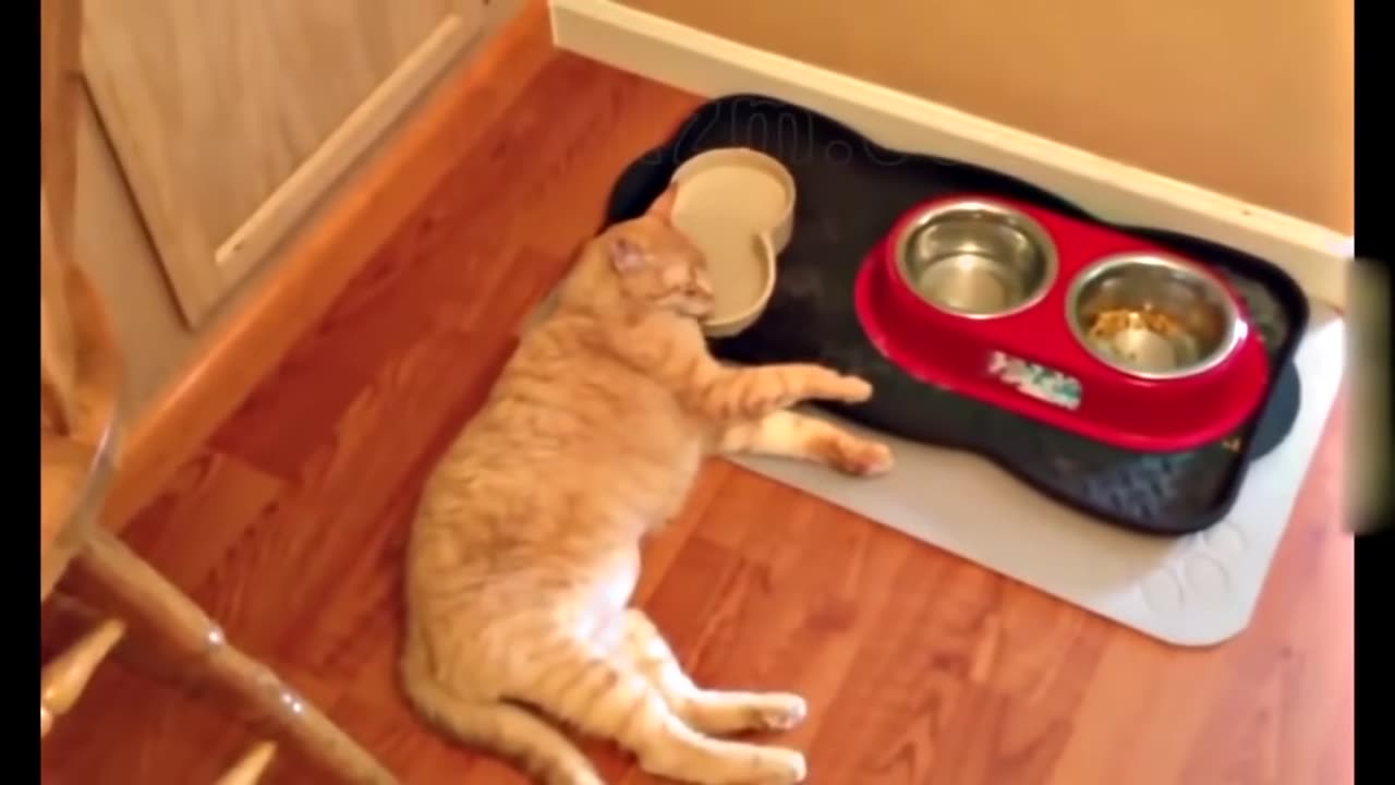 Crazy cats! Funny movies with cats. Try not to laugh!!!