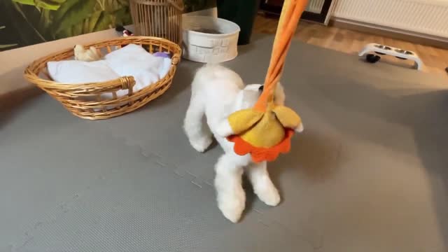 How I play with my Maltese puppy everyday