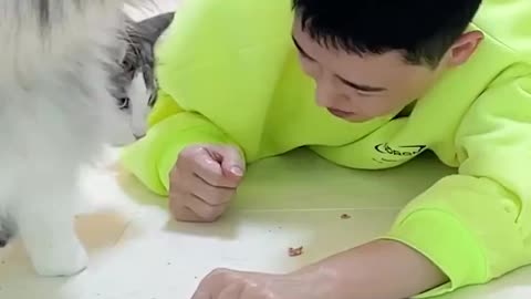 Difference between cats and dogs