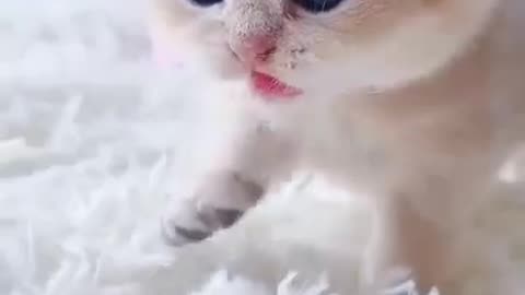 Baby kitten meowing♥️