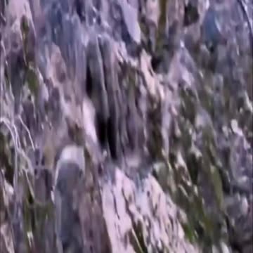 animals fighting funny videos #Shorts