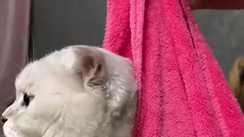 funny animal videos