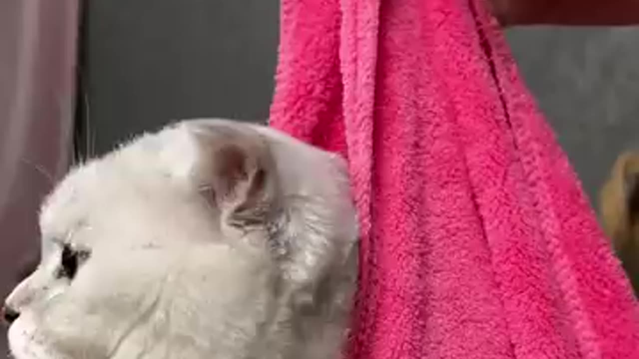 funny animal videos